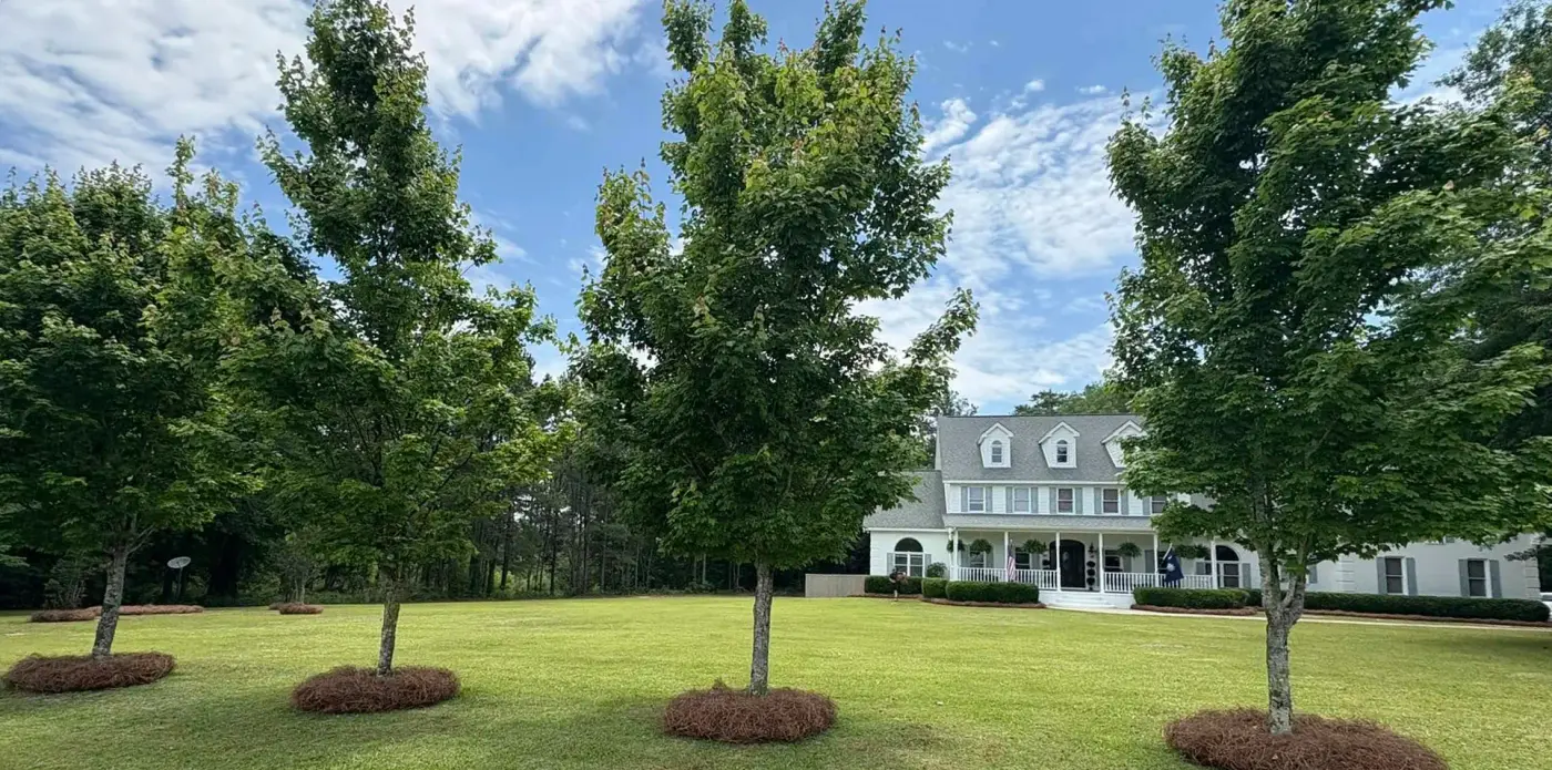Pine straw rings around young trees in a front lawn