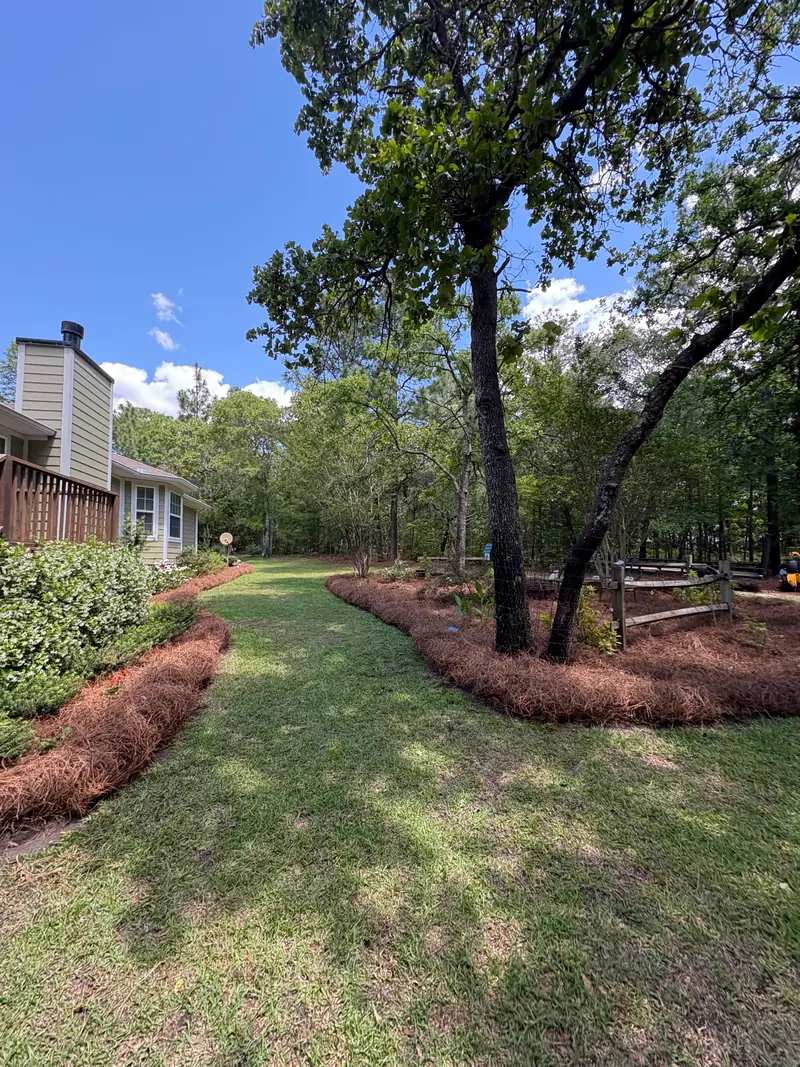 Curved pine straw beds around backyard trees