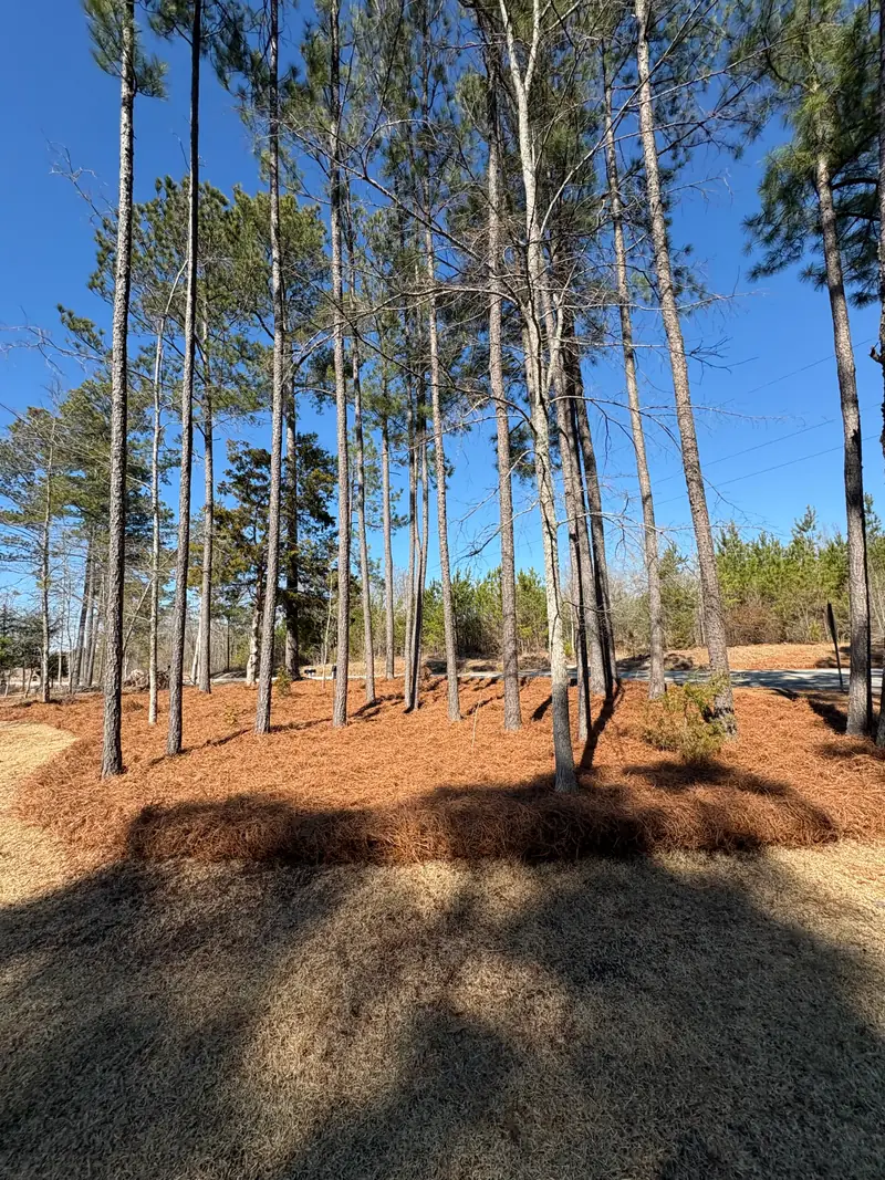 Fresh pine straw beds laid around a stand of pines