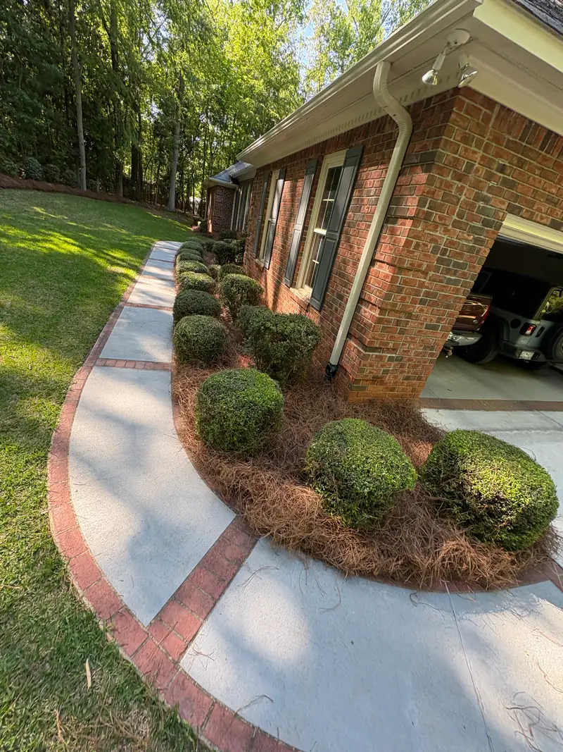 Clipped boxwoods and pine straw framing a brick walkway