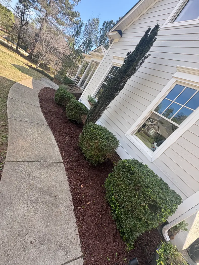 Red mulch bed and trimmed shrubs along a curved walkway