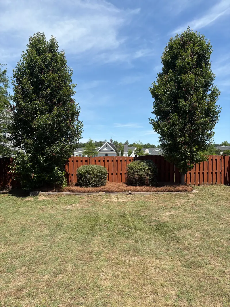 Shaped evergreens and pine straw along a fence line